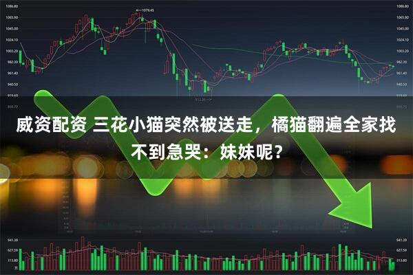 威资配资 三花小猫突然被送走，橘猫翻遍全家找不到急哭：妹妹呢？